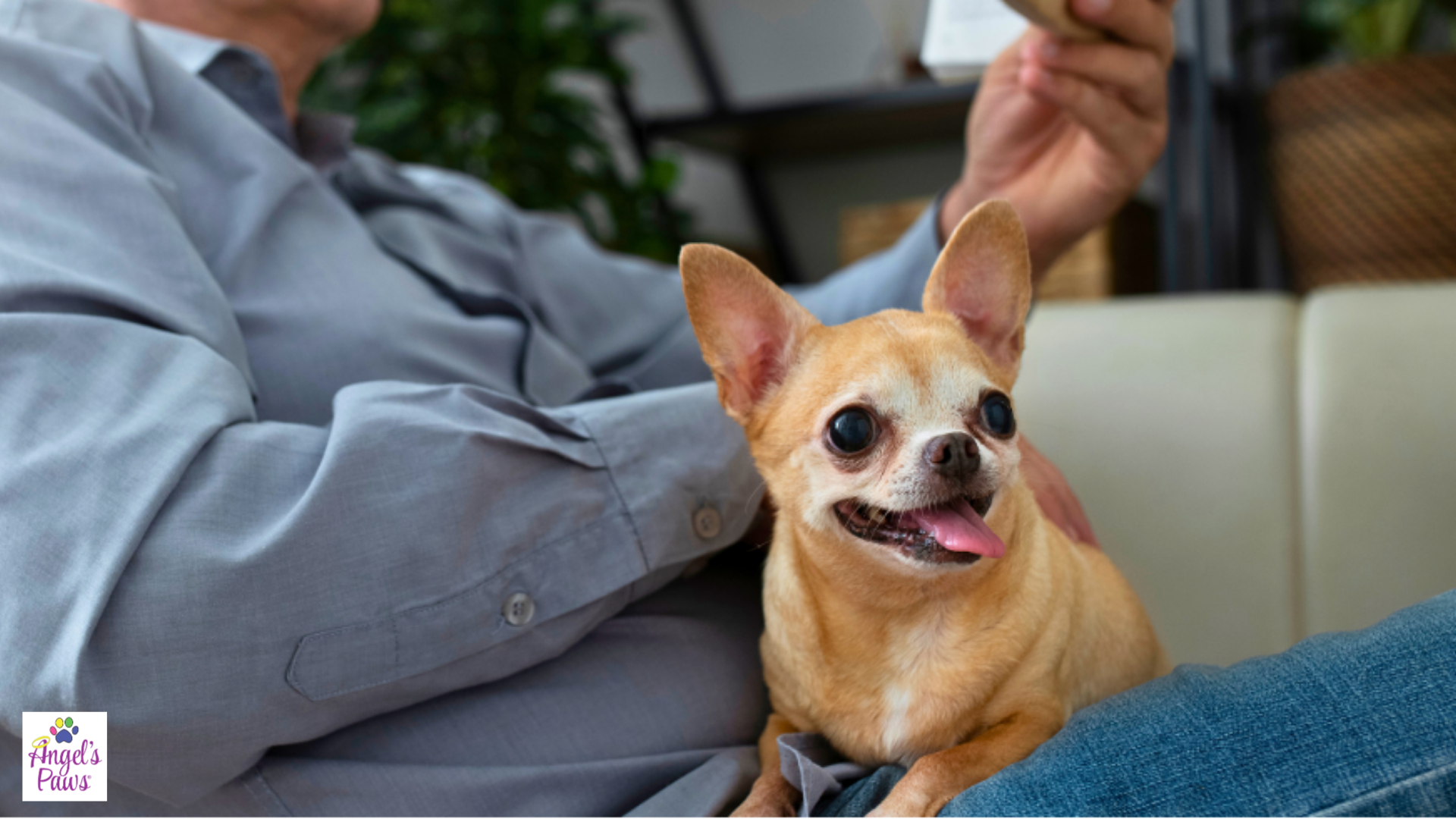 Pet Cremation: Key Differences Between Partitioned, Communal, and ...